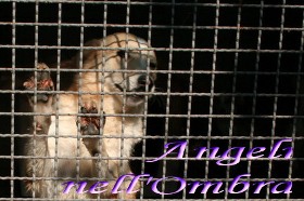 Angeli nell'Ombra