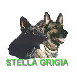Stella Grigia