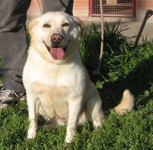 1188-04-joy