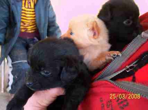 3_mini_cuccioli-