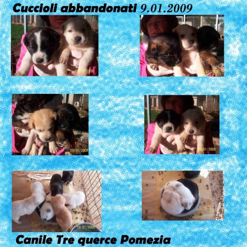 7-cuccioli-pomezia-9.01.09-1