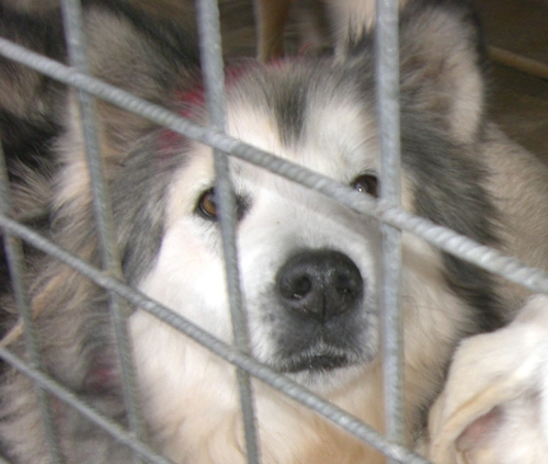 artenahusky4