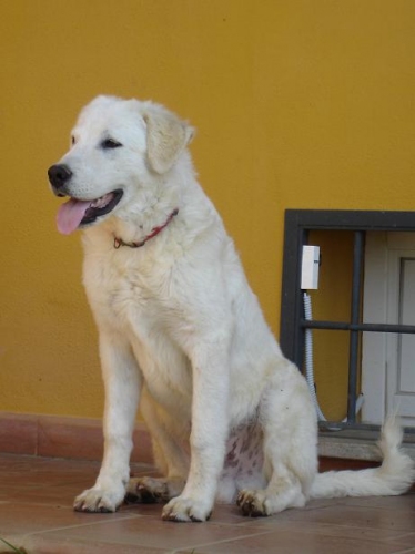 bacco1