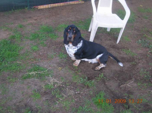 bassethaund_008