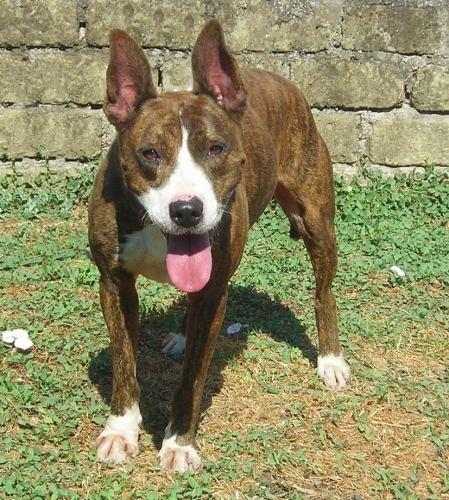 bullo