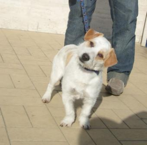 Cucciolissimi Org Cucciolissimi Roma Trovato Cane Meticcio lia Piccola Adozioni Canili Roma