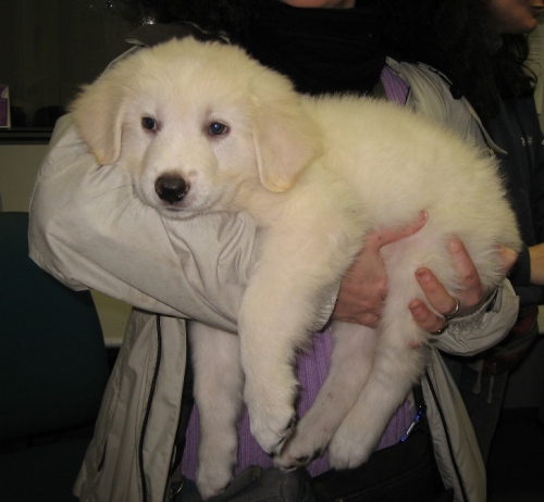 cucciolo_maremmano1