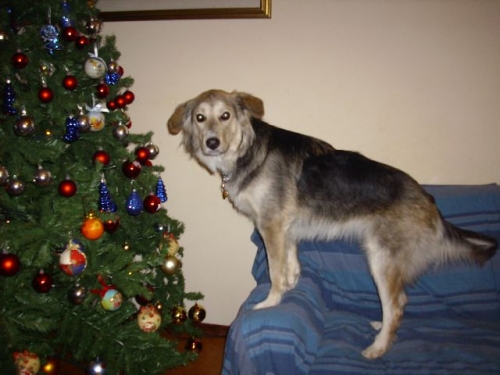 daffy2natale08