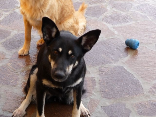 kira