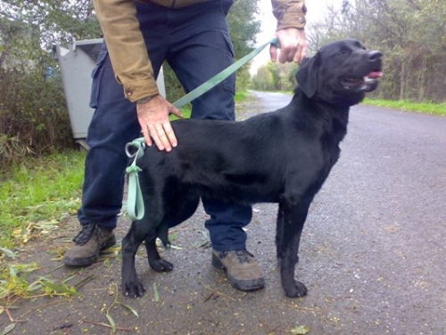 labrador_nera