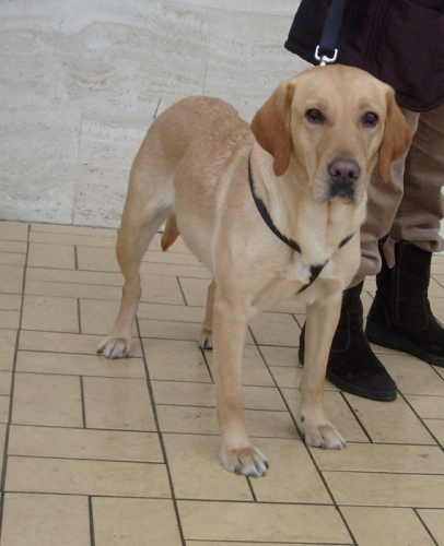 labrador_tuscolana