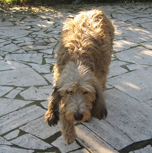lady1vermicio