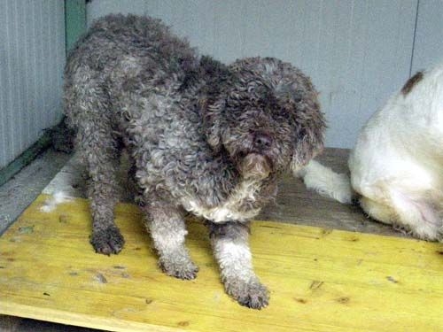 lagotto051208