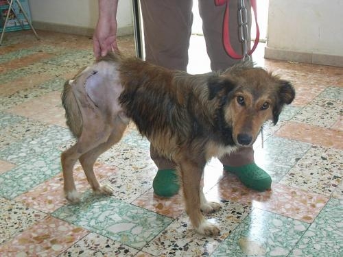 lessie1acl