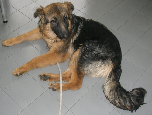 rex3