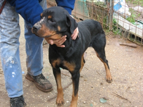 rottina