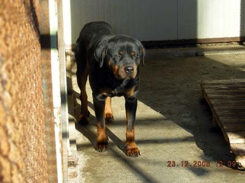 rotty231208