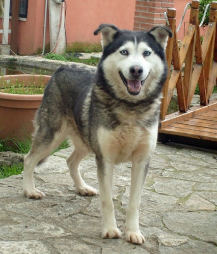 tangohusky