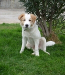 1876-08_emilia