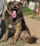 aramis5