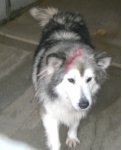 artenahusky3