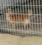 artenavolpinorosso
