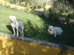 bacco2
