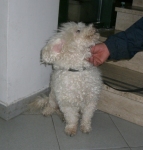 barboncino1