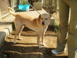 biondo3