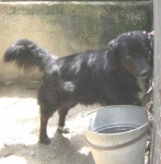 ciccio-ft2