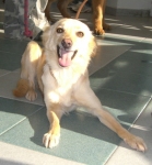 cipi11