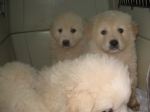 cuccioliacl1