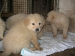 cuccioliacl2