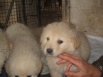 cuccioliacl3