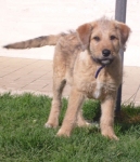 cucciolo_oliver_1