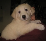 cucciolomaremmano2