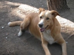 elsacin2