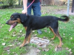 ettore_2