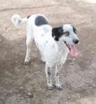 fifina4