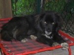 giacomino2acl
