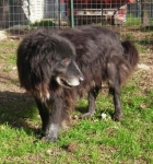 lampocin1