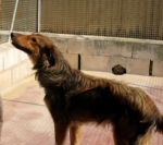 lessie2_2