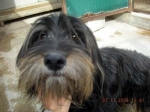 lillo