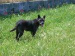 maxina4_acl