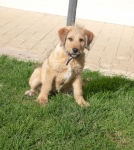 oliver