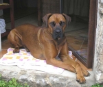 otto1