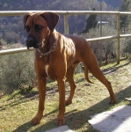otto4