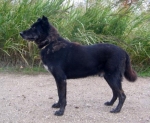 pumaintero1