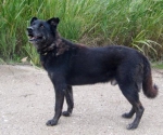 pumaintero2