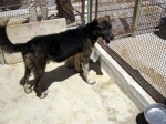 rietibob_apr08